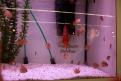 Interzoo 126