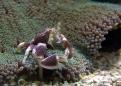 Neopetrolisthes Maculatus - Crabe Anémone sur une Anémone Carpet (2)