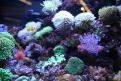 Interzoo 099