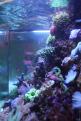 Interzoo 097