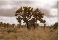 USA T04-20 Desert Joshua Tree