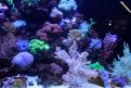 Interzoo 129