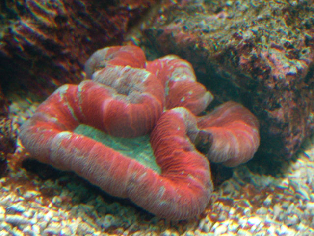 Lobophylia Red Brain Coral