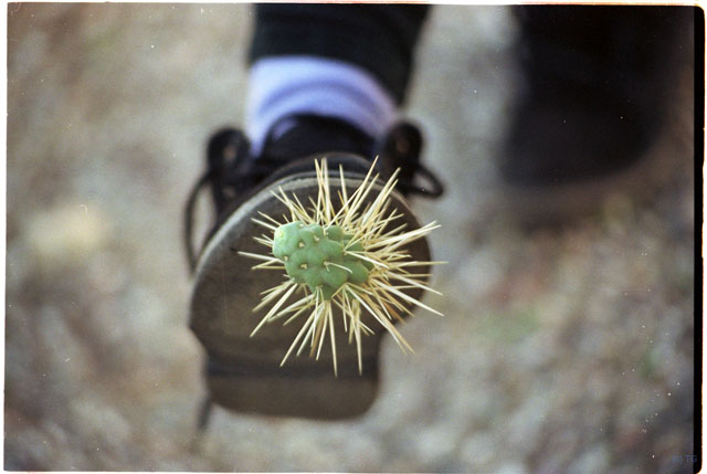 USA T03-32 cactus sur la chaussure d Alex