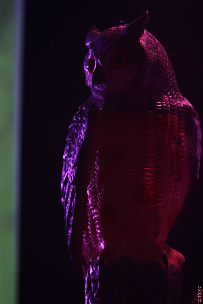 Birdpen 033