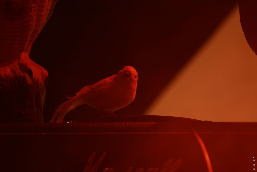 Birdpen 150