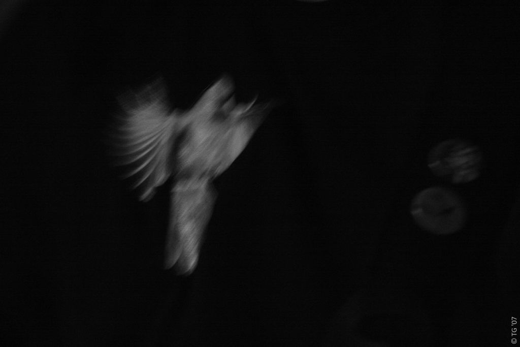 Birdpen 230