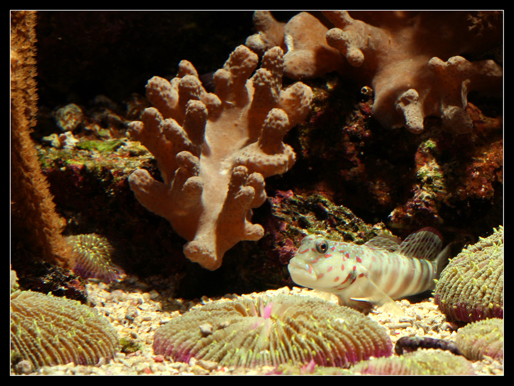 Cryptocentrus Leptocephalus 1