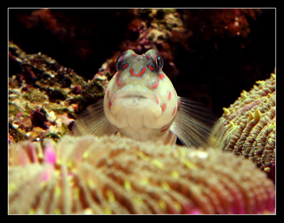 Cryptocentrus Leptocephalus 2