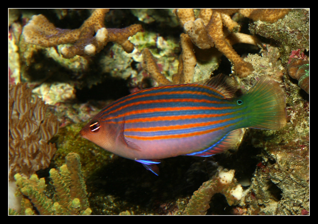 Pseudocheilinus Hexataenia