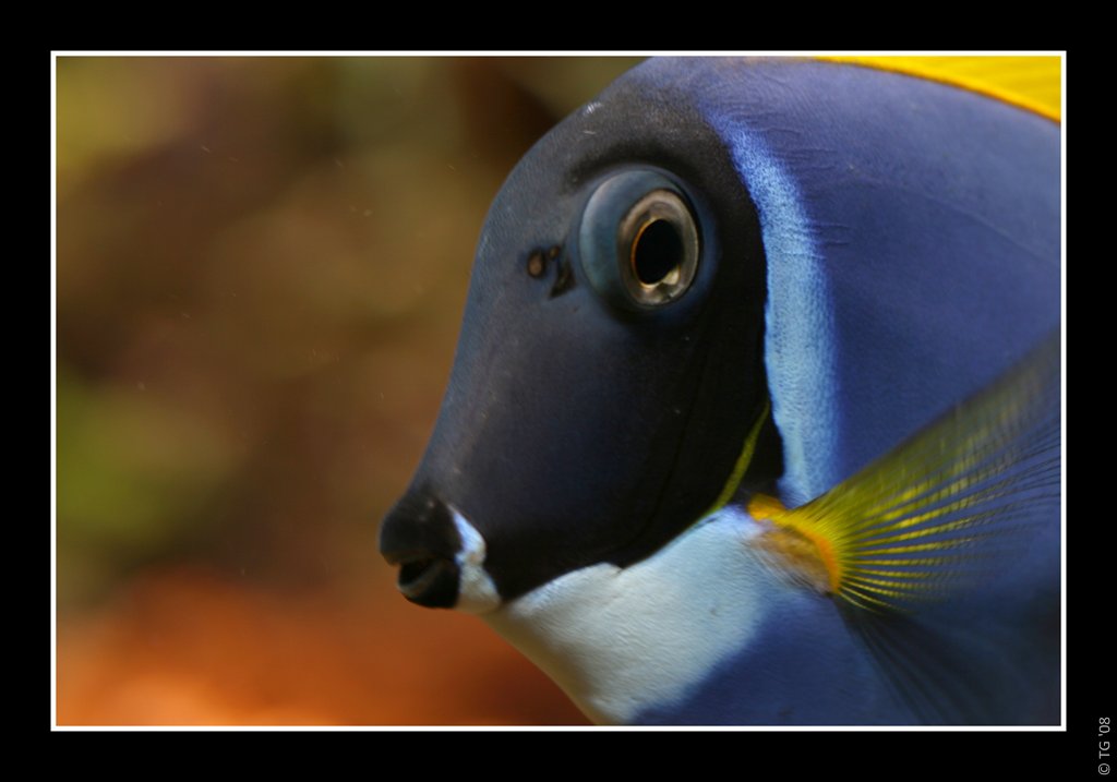 Acanthurus Leucosternon 3