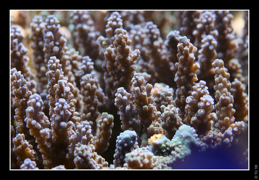 Acropora 2