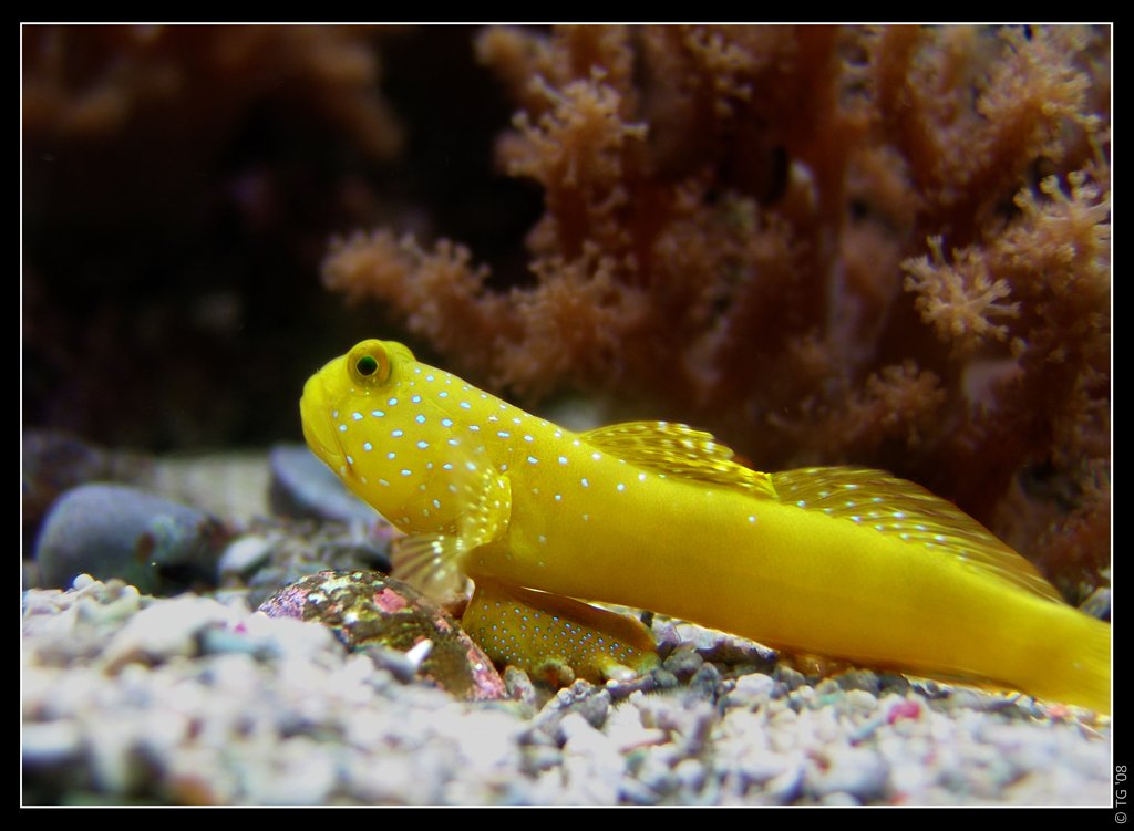 Cryptocentrus cinctus (2)