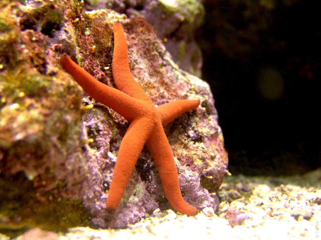 Linckia Laevigata (2)