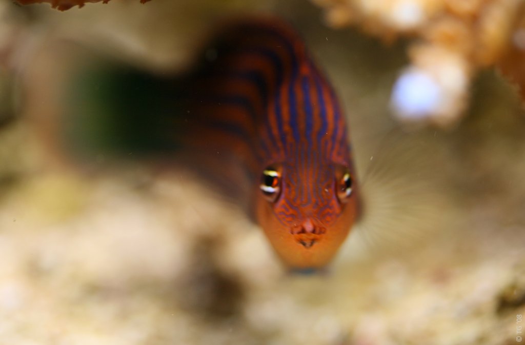 Pseudocheilinus Hexataenia