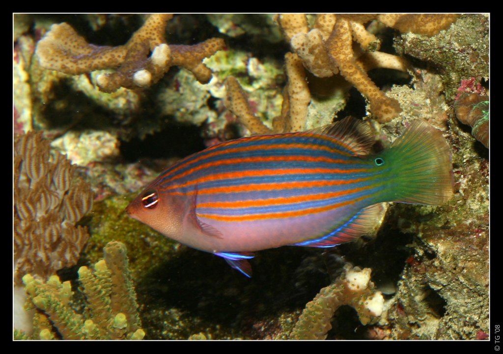 Pseudocheilinus Hexataenia