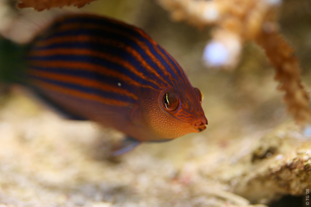 Pseudocheilinus Hexataenia (2)