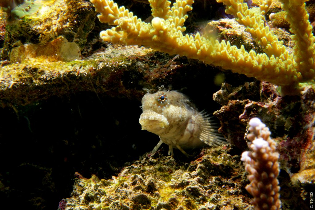 Salarias Fasciatus