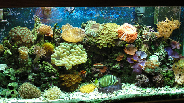 Aquarium