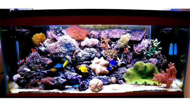 Aquarium