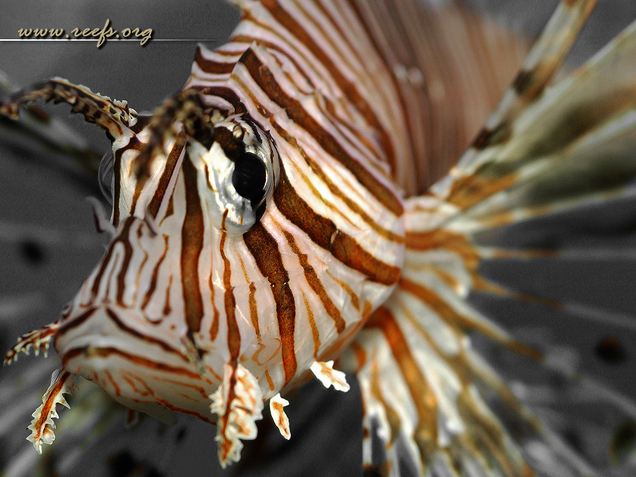 Belles Images