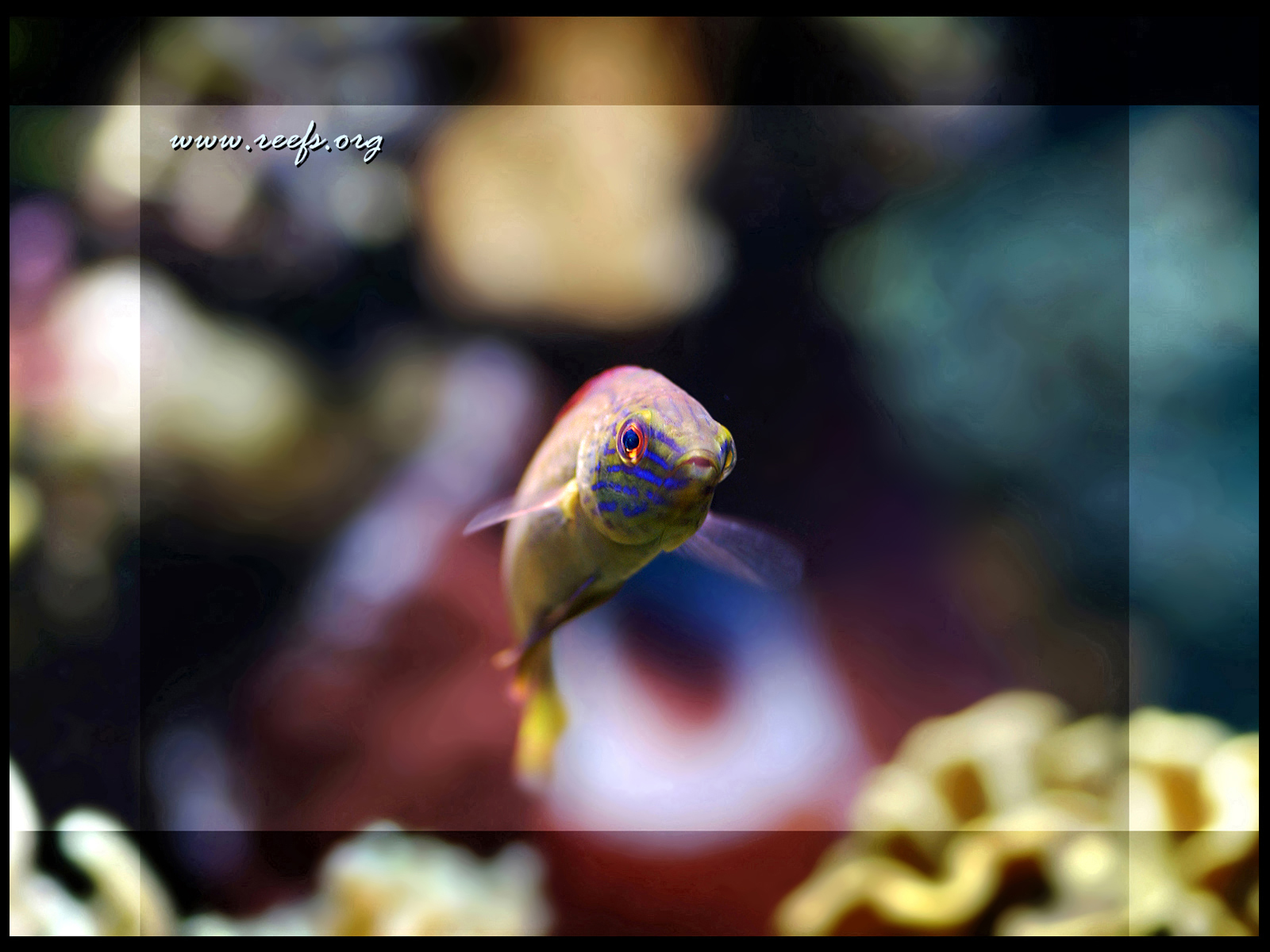 Belles Images