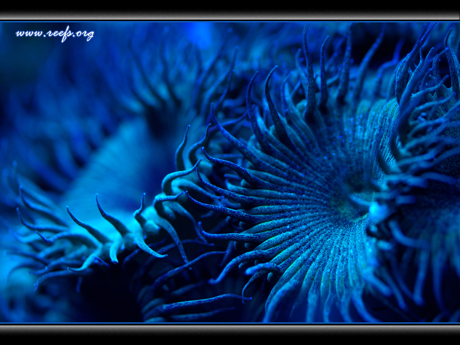 Belles Images