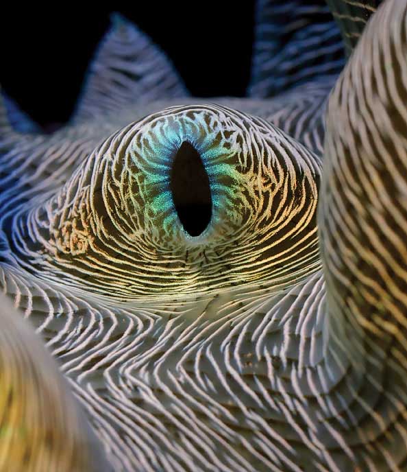 Belles Images