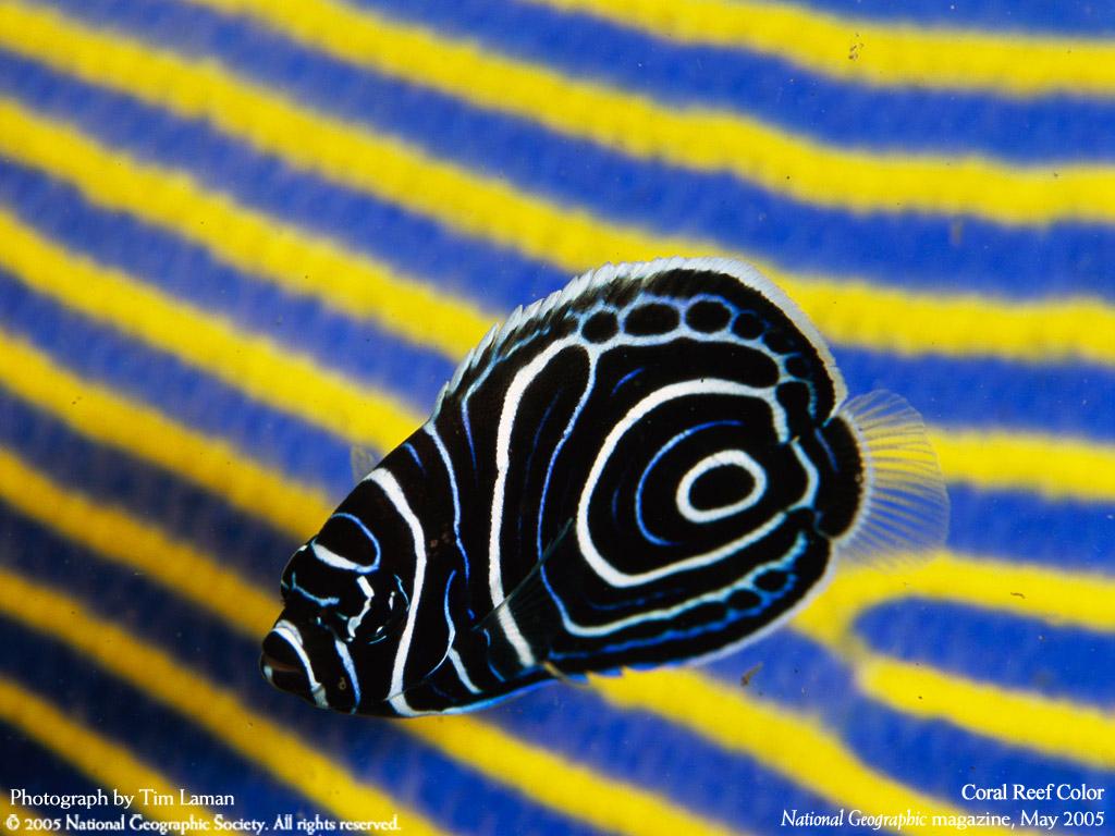 Imperator Juvenile