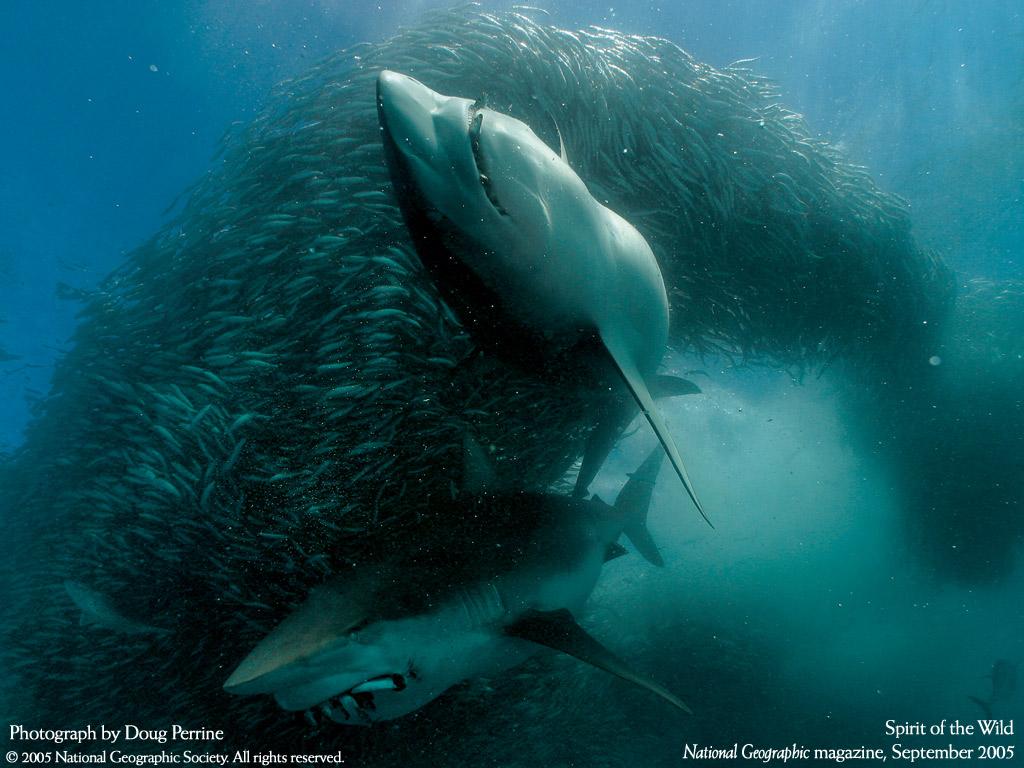 Requin Blanc