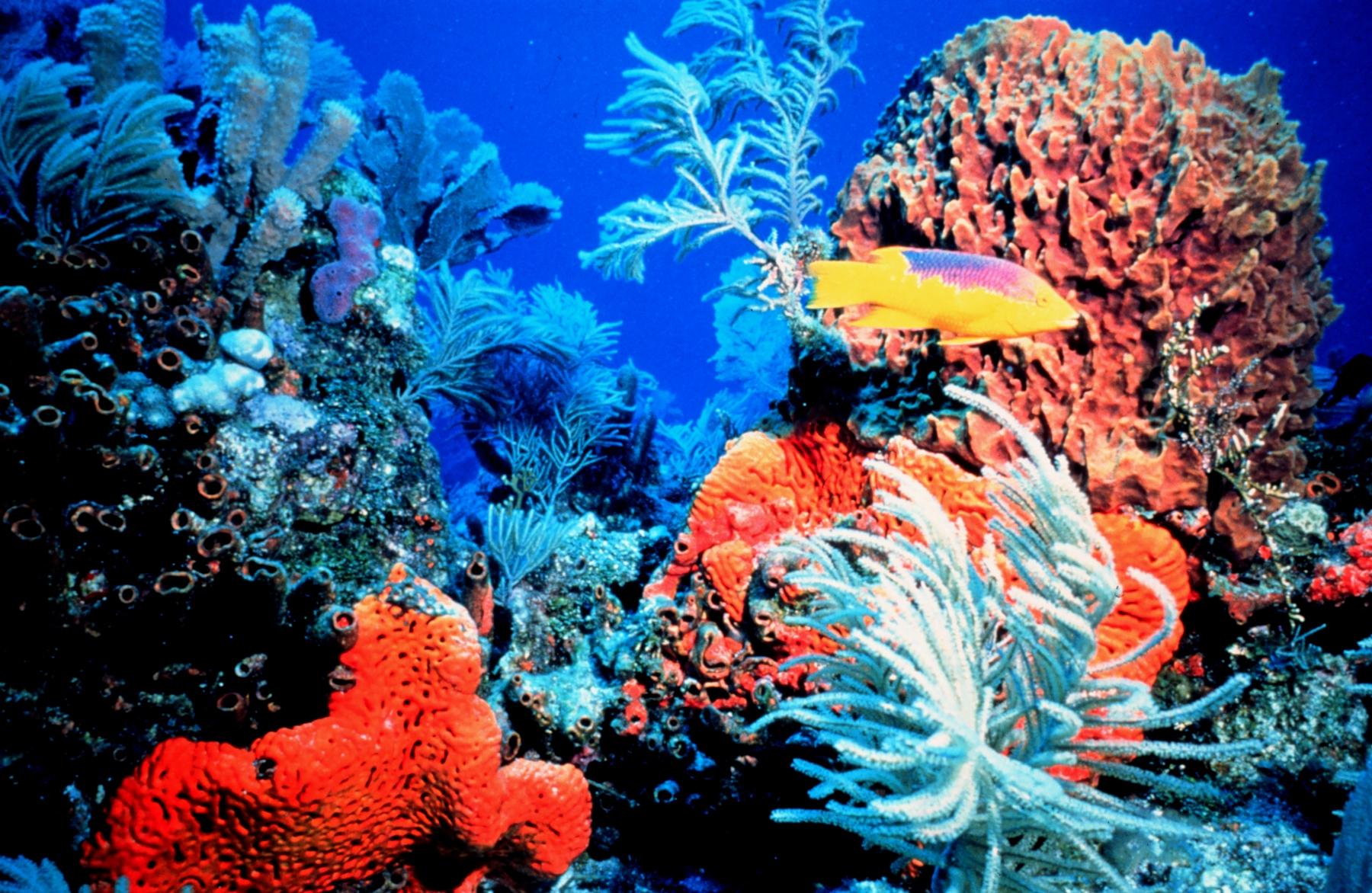reef-floridakeys