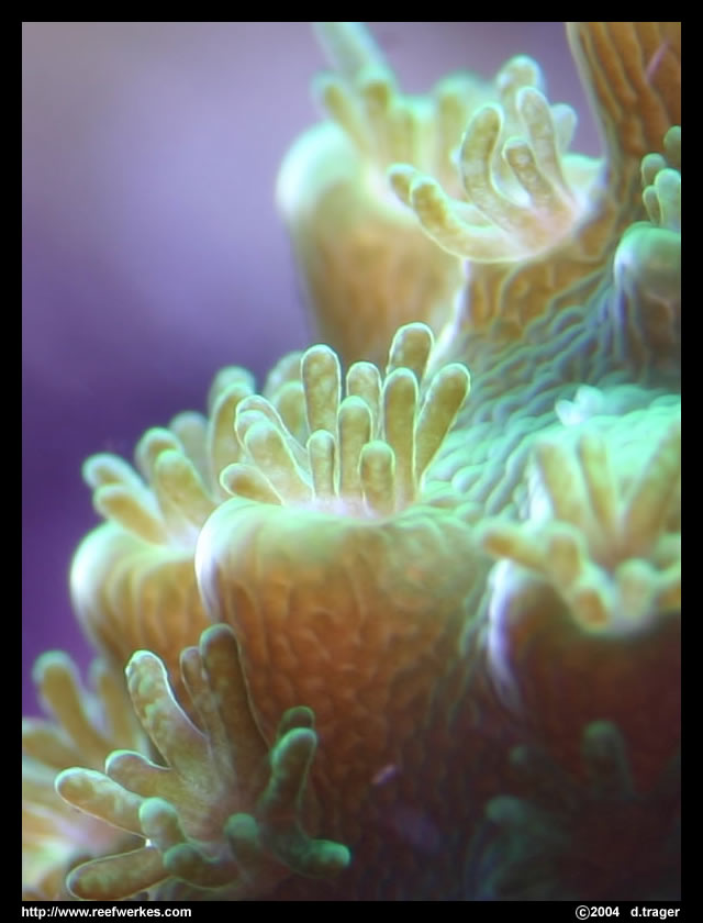 sps MACRO1