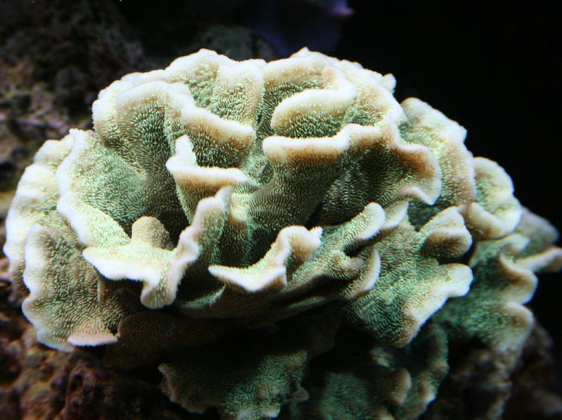 Oct 2006