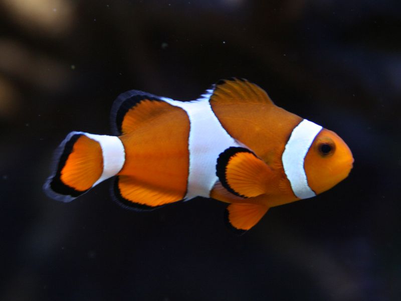 Poissons