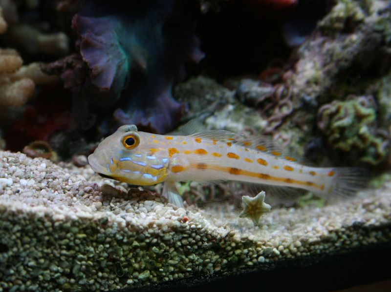 Poissons