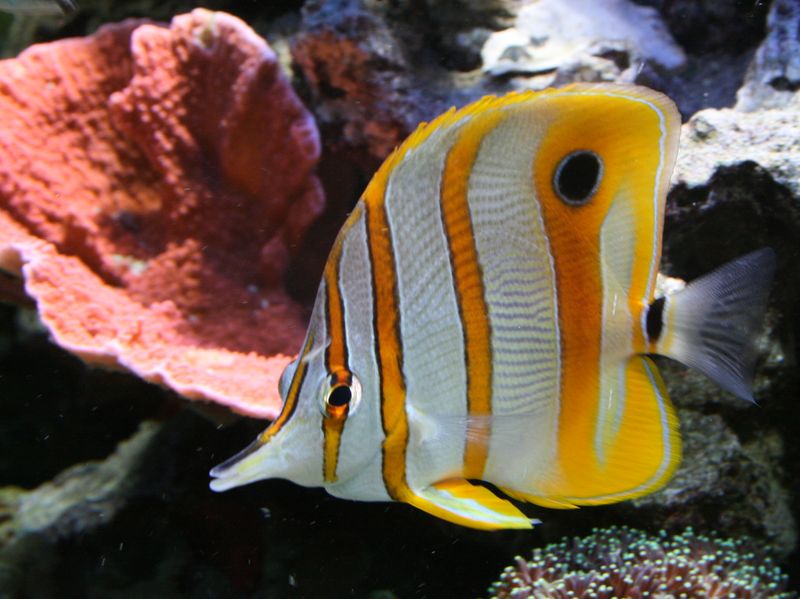 Poissons