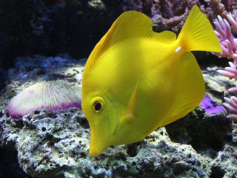 Poissons