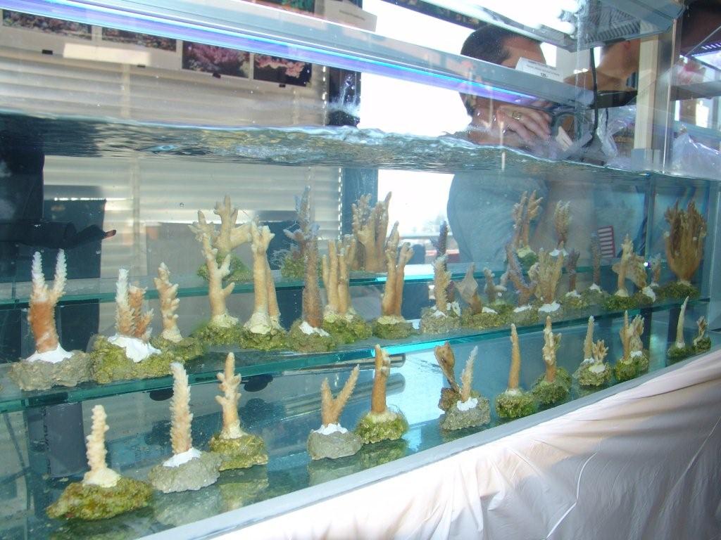 Lausanne 2006