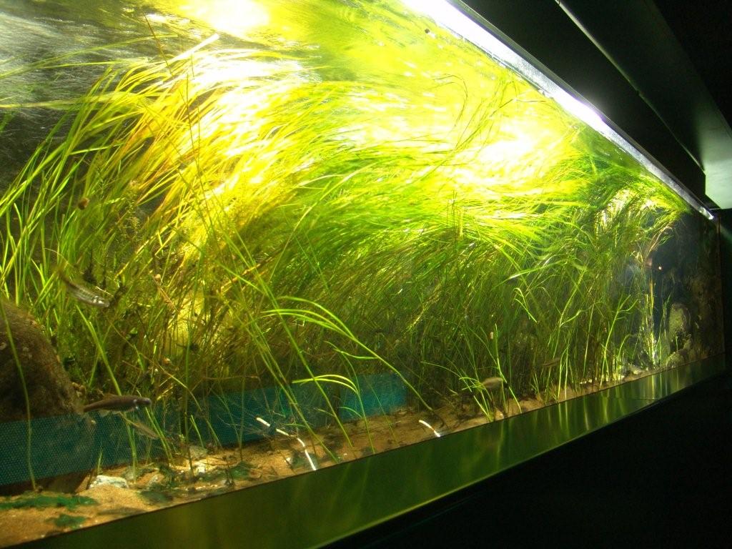 Aquarium de Londres