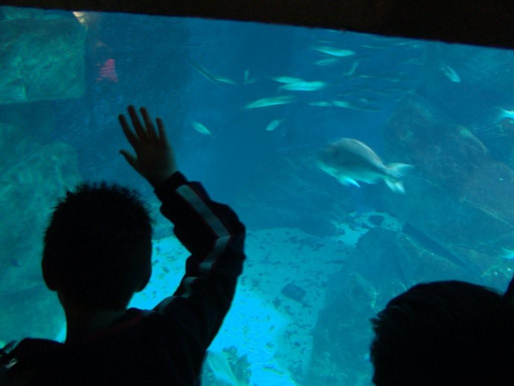 Aquarium de Londres