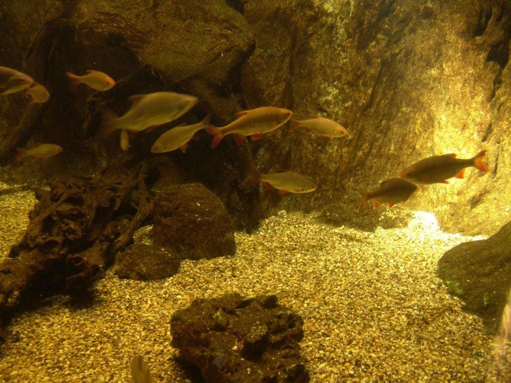 Aquarium de Londres