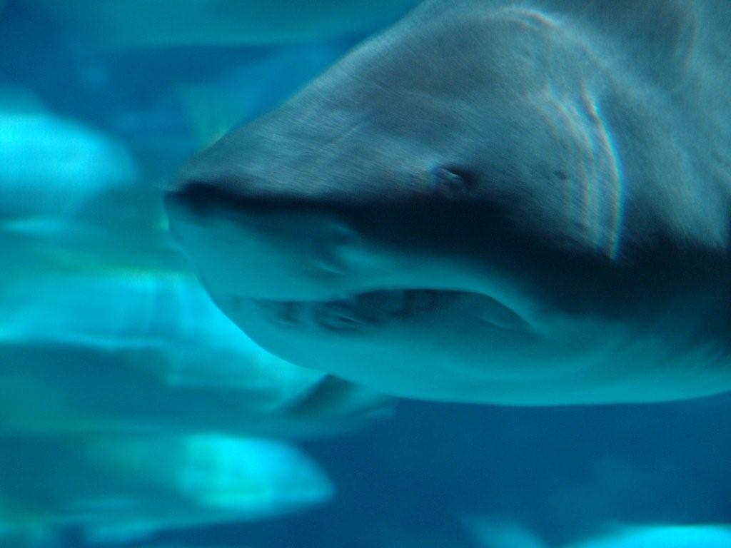 Aquarium de Londres