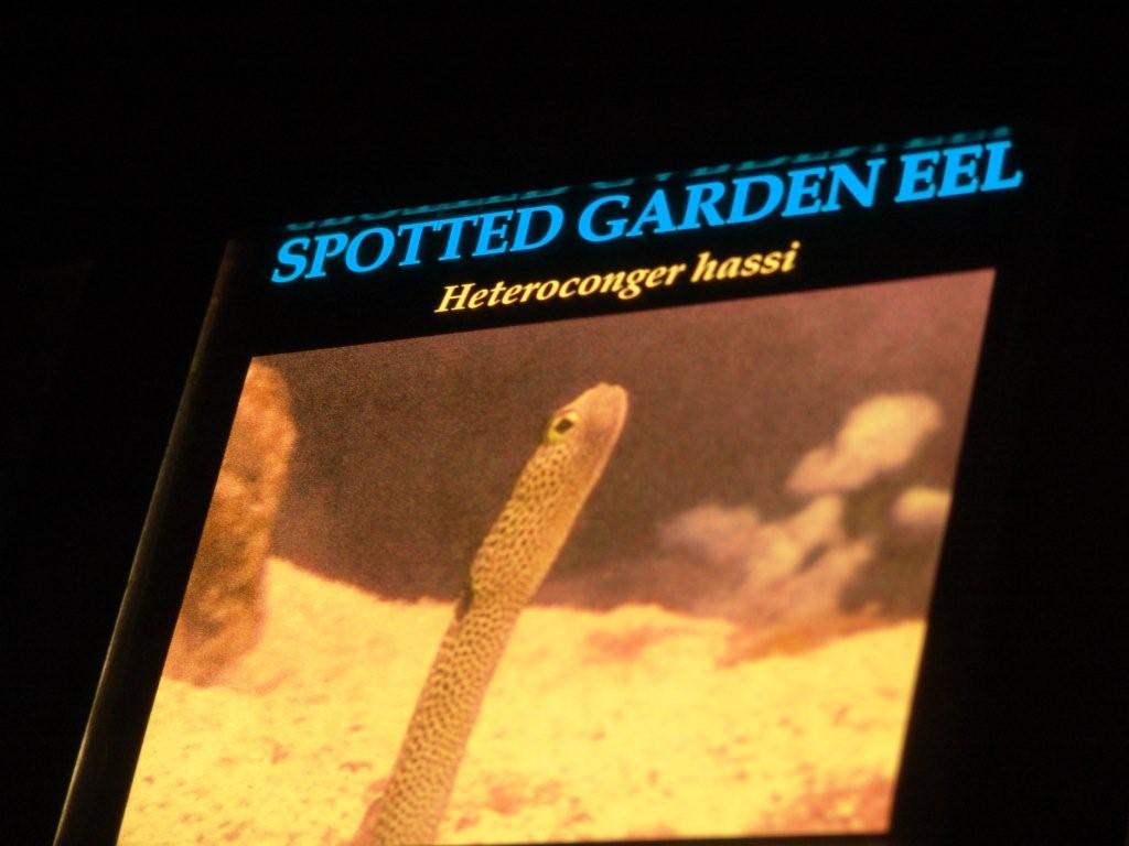 Aquarium de Londres