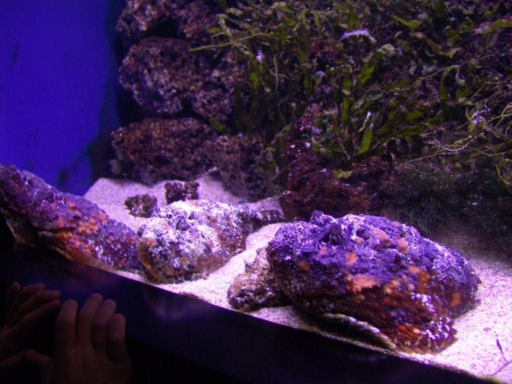 Aquarium de Londres