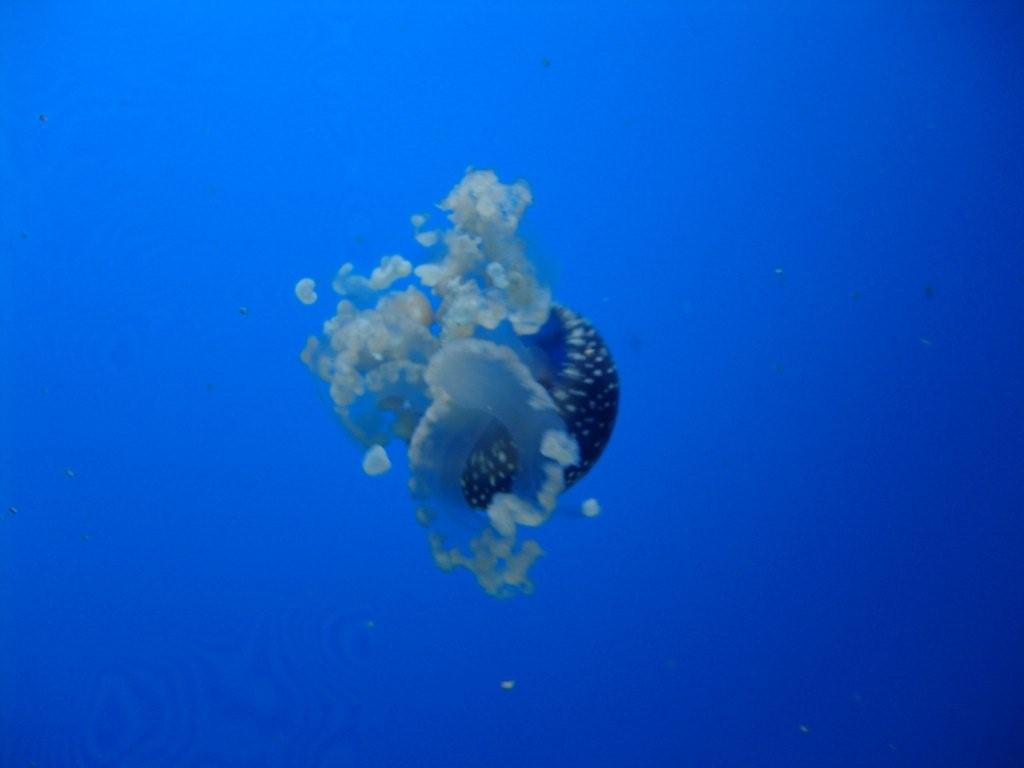 Aquarium de Londres