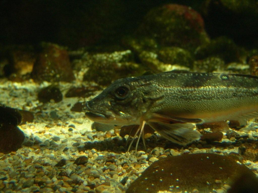 Aquarium de Londres