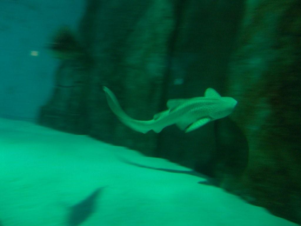 Aquarium de Londres