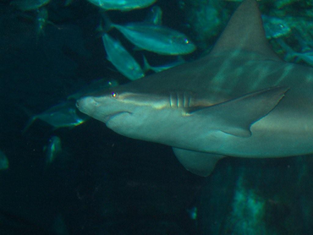 Aquarium de Londres