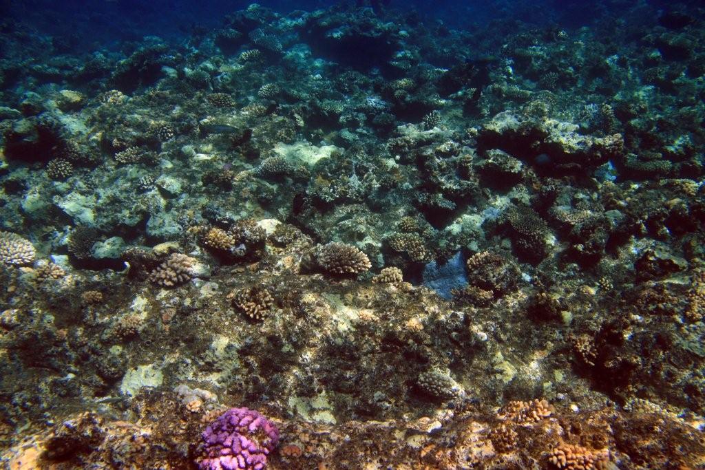 Sharm el Sheikh