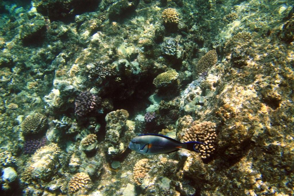 Sharm el Sheikh